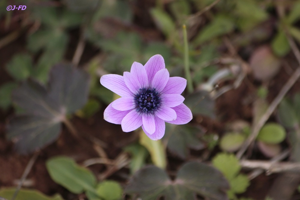 Quale Anemone ? Anemone hortensis